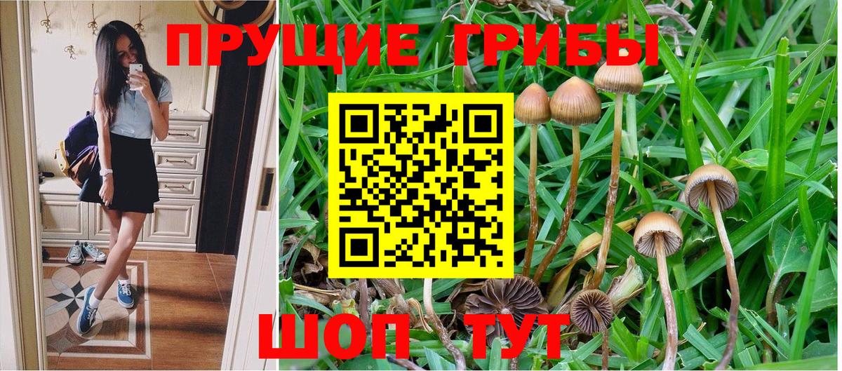 Вязьма  Псилоцибиновые грибы Psilocybe  Вход с VPN 